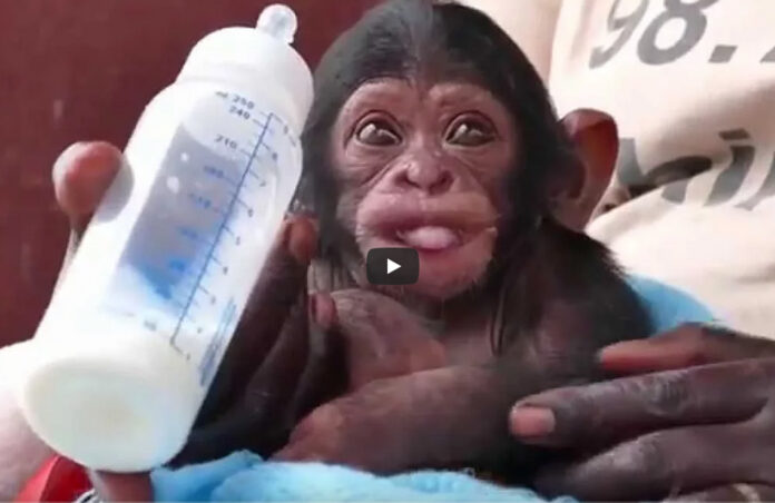 Mr. Survivor at Ngamba Island Chimpanzee Sanctuary