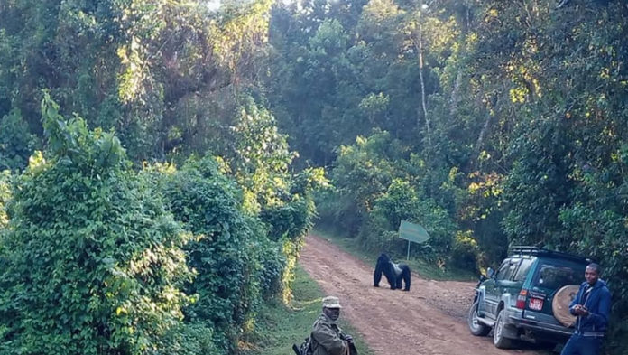 Self Drive in Bwindi